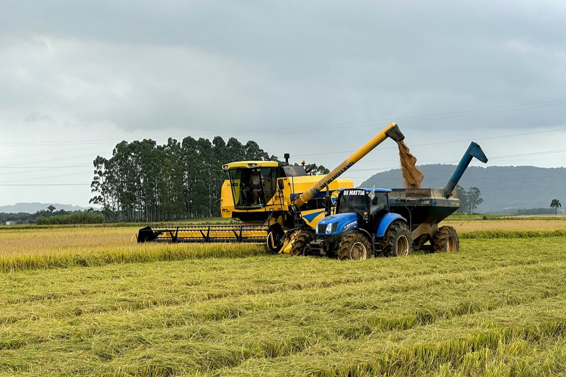 apos zelo no cultivo agricultores colhem o arroz com a qualidade catarinense unnamed 47
