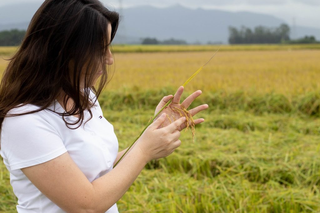 apos zelo no cultivo agricultores colhem o arroz com a qualidade catarinense unnamed 48