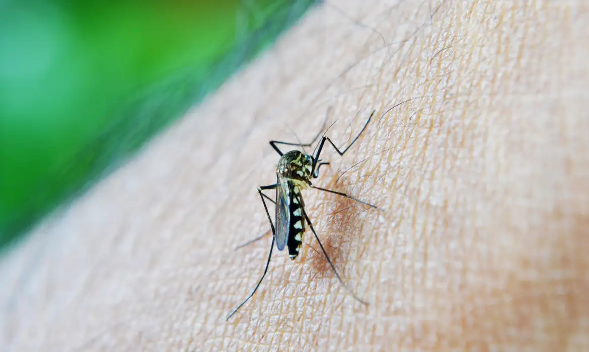 casos de dengue em gestantes aumentam 345 em 2024 mosquito 213805 1920