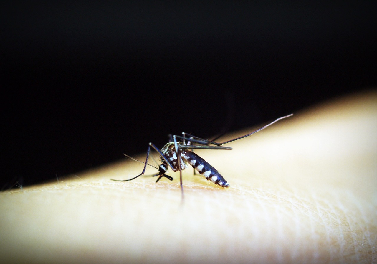 dengue em sc estado ultrapassa 100 mil casos provaveis e saude alerta para a importancia da hidratacao mosquito 1548948 1280