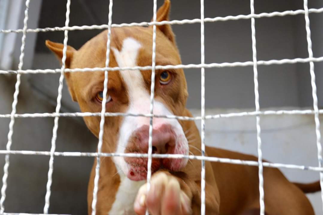 diretoria de bem estar animal estadual cria protocolo para cumprimento da lei do pit bull whatsapp image 2024 05 24 at 16.32.29