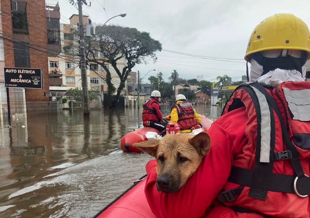 equipes do cbmsc ja salvaram mais de 3 500 vidas entre pessoas e animais no rio grande do sul whatsapp image 2024 05 13 at 16.25.36 1
