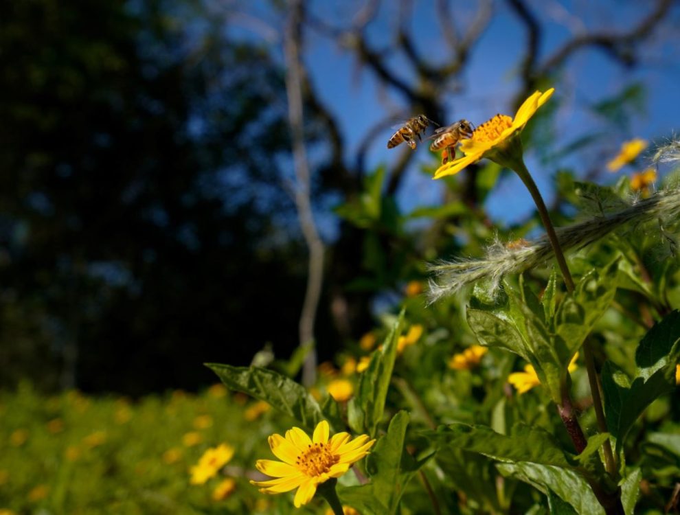 primavera em sc previsao indica estacao com temperaturas acima da media e chuvas mais frequentes 50368703333