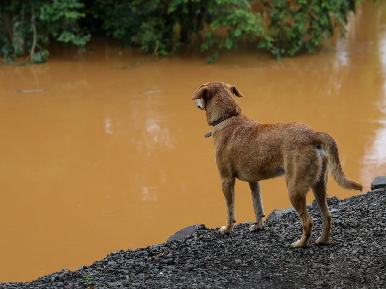 santa catarina tera maior programa de castracao de animais da historia 53340470240 c2ce0f288b k