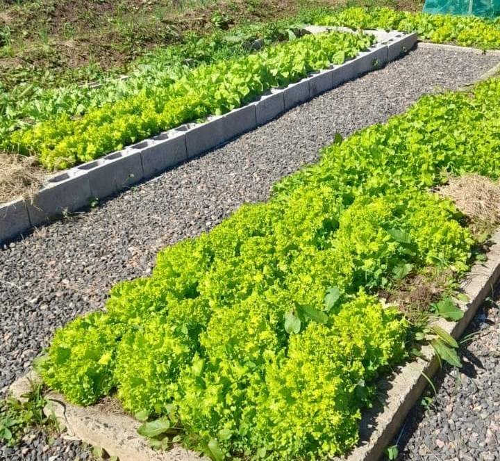 do plantio a mesa horta da apae de cocal do sul incentiva sustentabilidade e autonomia aos alunos horta sustentavel apae divulgacao 3