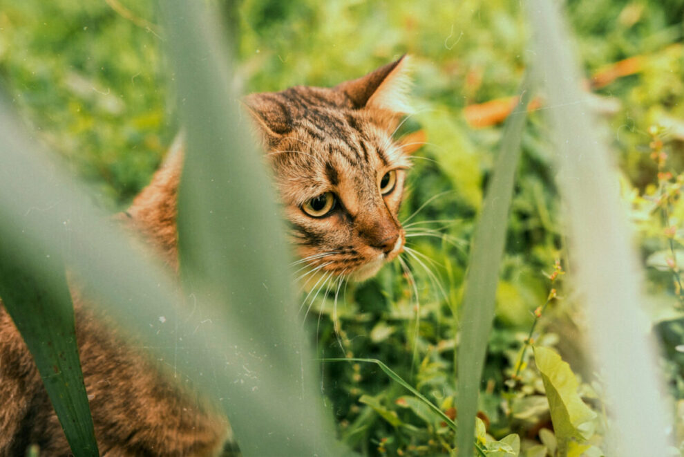 medica veterinaria esclarece sobre a esporotricose e reforca que gatos tambem sao vitimas da doenca 2149681470