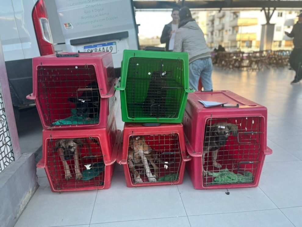 rascunho automatico cocal do sul fecha o ano com mais de 500 castracoes gratuitas de caes e gatos 2