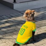 caominhada promove conscientizacao sobre bem estar animal neste sabado em cocal do sul caominhada promove conscientizacao sobre bem estar animal neste sabado em cocal do sul 2