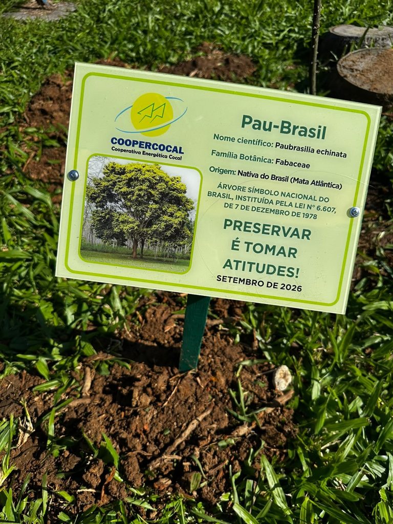 coopercocal realiza plantio de pau brasil em escolas e praca plantio de arvores coopercocal 2026 por kele alves 4 768x1024 coopercocal realiza plantio de pau brasil em escolas e praca plantio de arvor 1